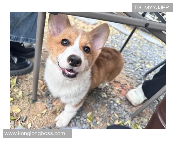 狗狗追逐足球的快乐时光与运动的乐趣分享