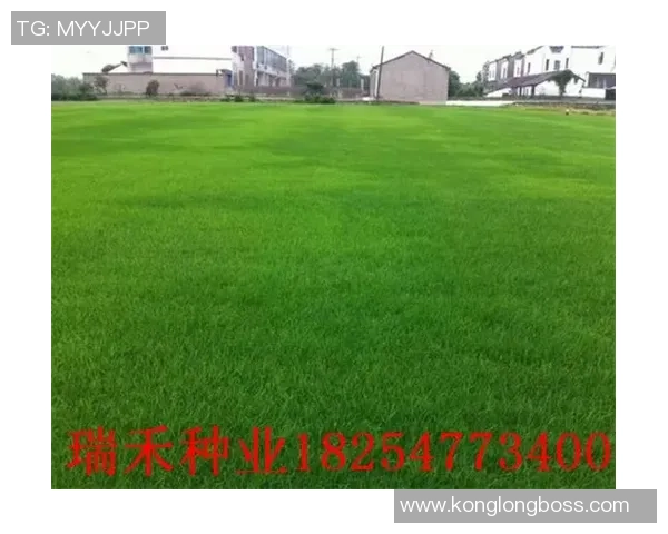 足球草坪的草种选择及其对比赛质量的影响分析